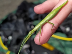 Macynia labiata