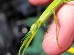 Macynia labiata