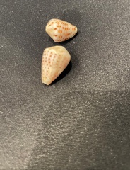 Conus taeniatus