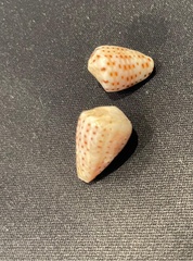 Conus taeniatus