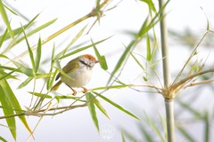 Orthotomus atrogularis