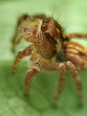 Carrhotus viduus