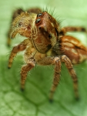 Carrhotus viduus