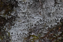 Lichinomycetes