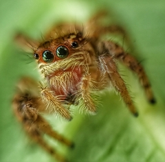 Carrhotus viduus