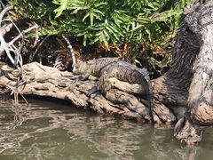 Crocodylus