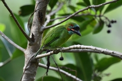 Psilopogon duvaucelii