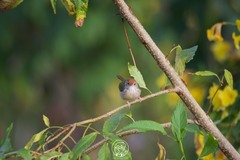 Orthotomus atrogularis