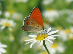 Lycaena thersamon