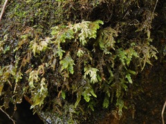 Thamnobryum alleghaniense