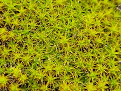 Syntrichia ruraliformis