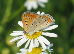 Lycaena thersamon