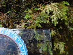 Thamnobryum alleghaniense