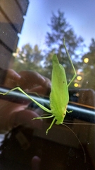 Amblycorypha oblongifolia