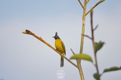Rubigula flaviventris