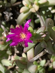 Delosperma
