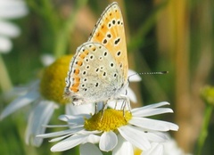 Lycaena thersamon