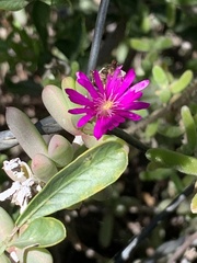 Delosperma