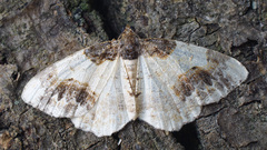 Ligdia adustata