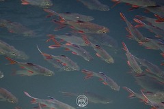 Barbonymus schwanefeldii