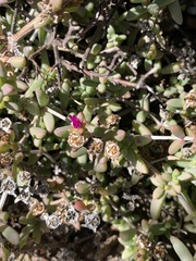 Delosperma