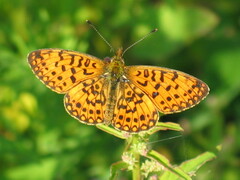 Boloria selene