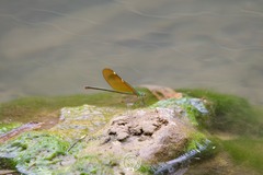 Neurobasis chinensis