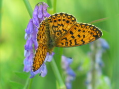 Boloria selene