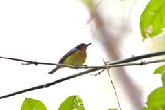 Chalcoparia singalensis