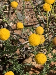 Pentzia