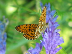 Boloria selene