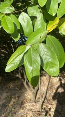 Lagerstroemia indica