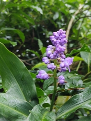 Dichorisandra thyrsiflora