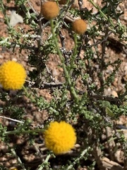Pentzia