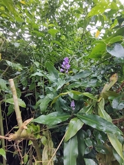 Dichorisandra thyrsiflora