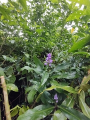 Dichorisandra thyrsiflora