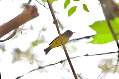 Culicicapa ceylonensis