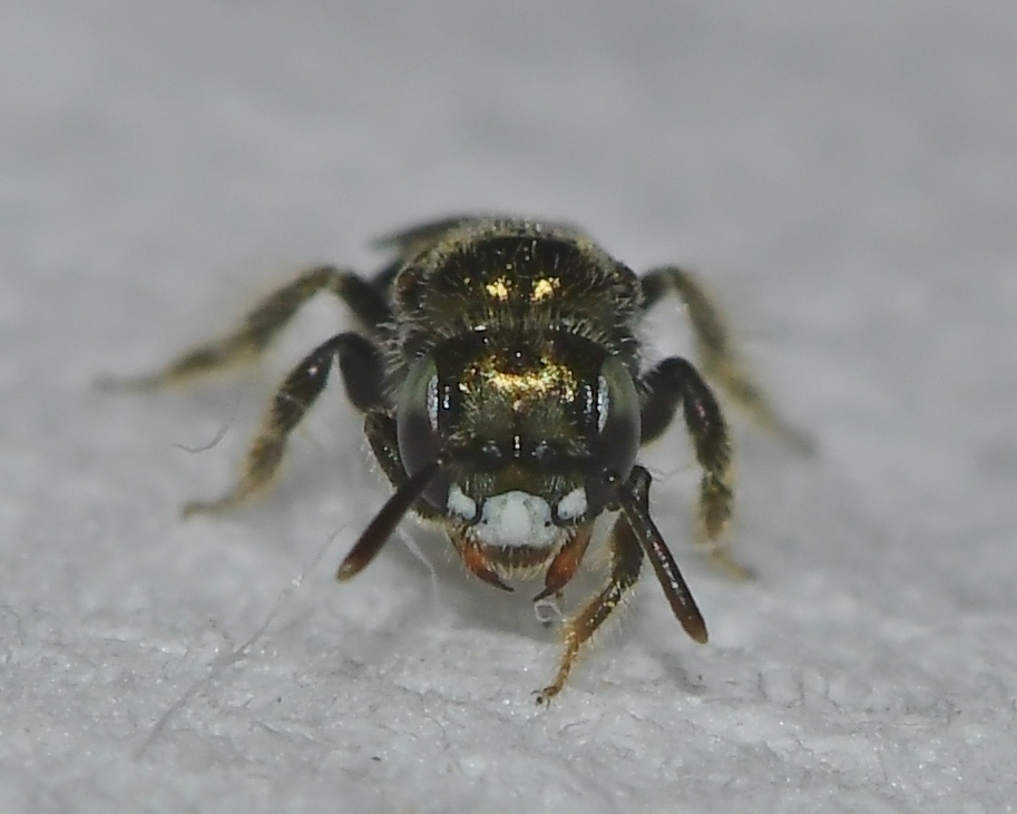 Bishopp's Perdita