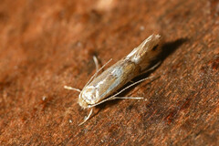 Phyllonorycter maestingella