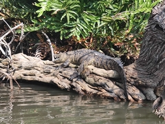 Crocodylus