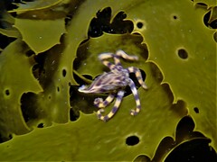 Hapalochlaena maculosa