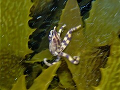 Hapalochlaena maculosa