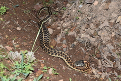 Thamnophis cyrtopsis collaris