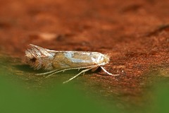 Phyllonorycter maestingella