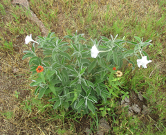 Ipomoea adenioides
