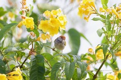 Orthotomus atrogularis