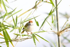 Orthotomus atrogularis