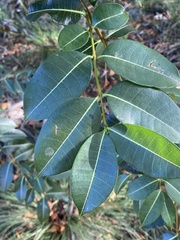 Cryptostegia grandiflora