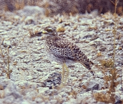Burhinus capensis