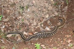 Thamnophis cyrtopsis collaris